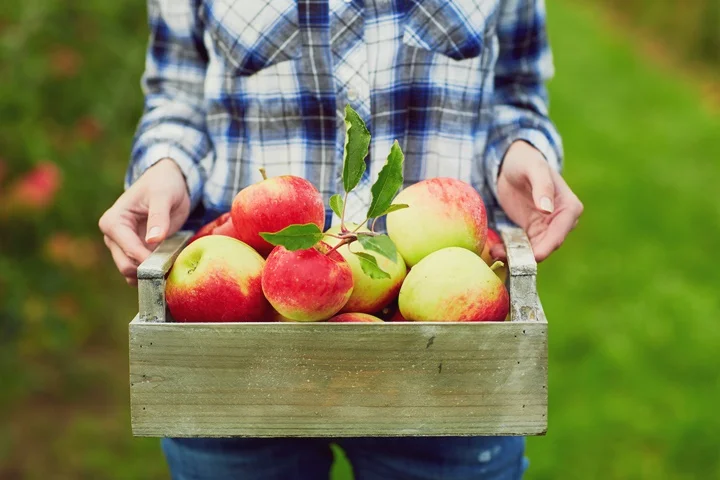 Woman's hands holding crate with red apples