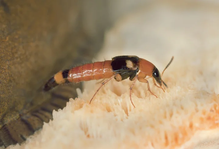 Lordithon lunulatus on fungi