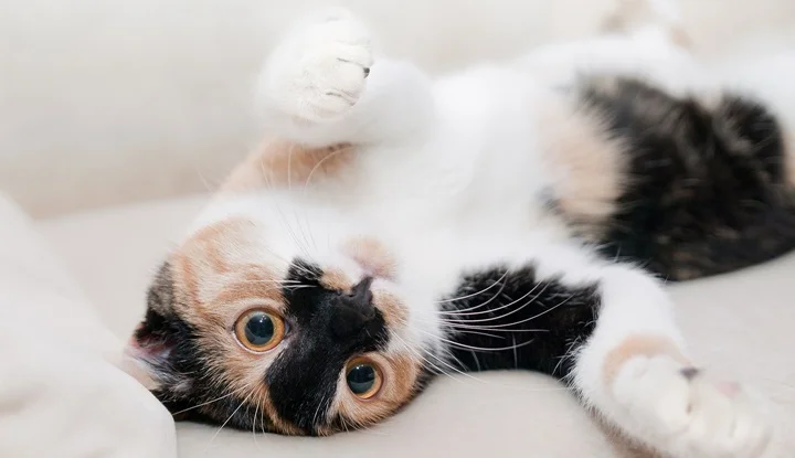 cat-scratch-disease-1