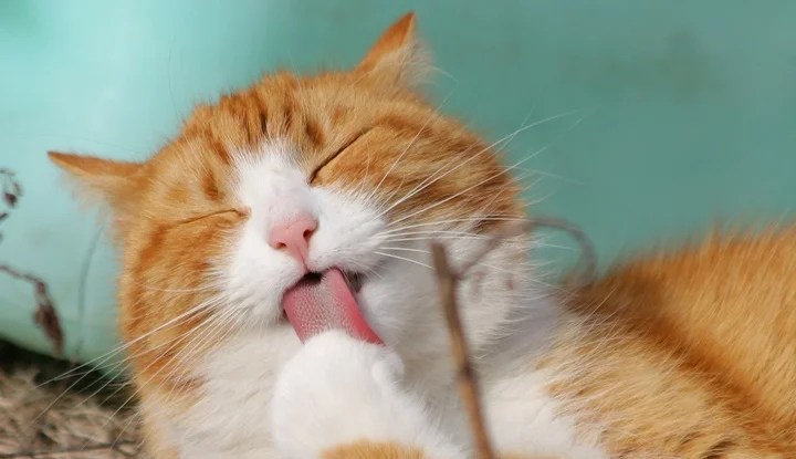 cat-scratch-disease-2